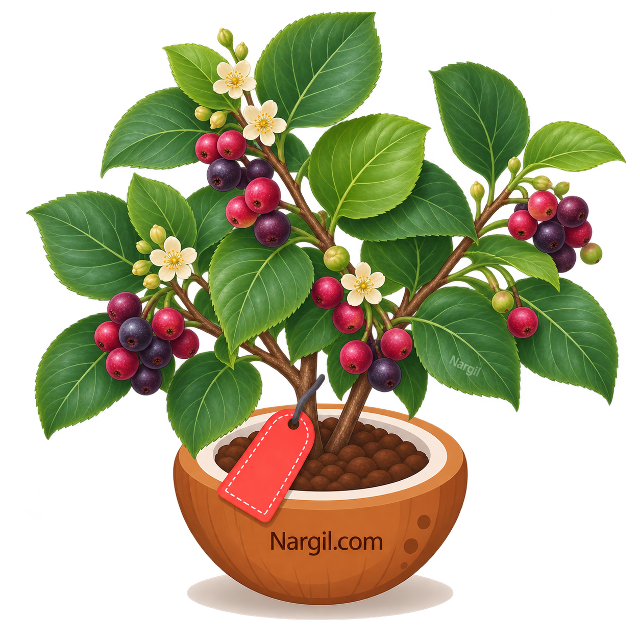 Nargil_Grewia subinaequalis